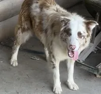 Cowboy ABCA, a male Border Collie for sale in Mountain Grove, MO – 5 of 8