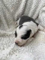 F1Blue ABCA, a female Border Collie for sale in Mountain Grove, MO – 7 of 8