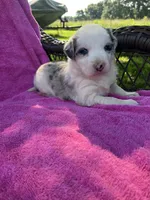 F1 ABCA, a female Border Collie for sale in Mountain Grove, MO – 5 of 10