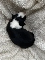 F2 Blk Wt Tri ABCA, a female Border Collie for sale in Mountain Grove, MO – 4 of 5