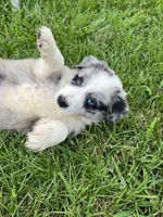 M1 ABCA, a male Border Collie for sale in Mountain Grove, MO – 5 of 10