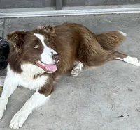 Boone ABCA, a male Border Collie for sale in Mountain Grove, MO – 7 of 10