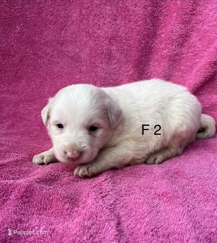 F2 ABCA – Border Collie puppy for sale in Mountain Grove, MO