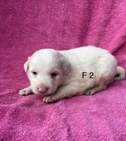 F2 ABCA, a female Border Collie for sale in Mountain Grove, MO – 1 of 9