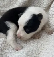 M3 Bk Wt ABCA, a male Border Collie for sale in Mountain Grove, MO – 3 of 8