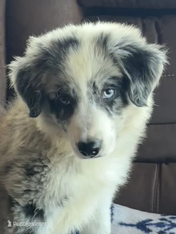 M1 ABCA – Border Collie puppy for sale in Mountain Grove, MO