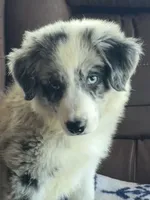 M1 ABCA, a male Border Collie for sale in Mountain Grove, MO – 4 of 10
