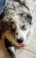 M2 ABCA, a male Border Collie for sale in Mountain Grove, MO – 2 of 10