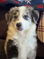 M2 ABCA, a male Border Collie for sale in Mountain Grove, MO – 9 of 10