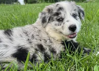M2 ABCA, a male Border Collie for sale in Mountain Grove, MO – 5 of 10