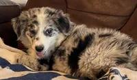 M2 ABCA, a male Border Collie for sale in Mountain Grove, MO – 3 of 10