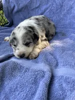 M2 ABCA, a male Border Collie for sale in Mountain Grove, MO – 2 of 8