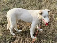 F2 Luna ABCA, a female Border Collie for sale in Mountain Grove, MO – 7 of 10