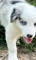 F1 ABCA, a female Border Collie for sale in Mountain Grove, MO – 10 of 10