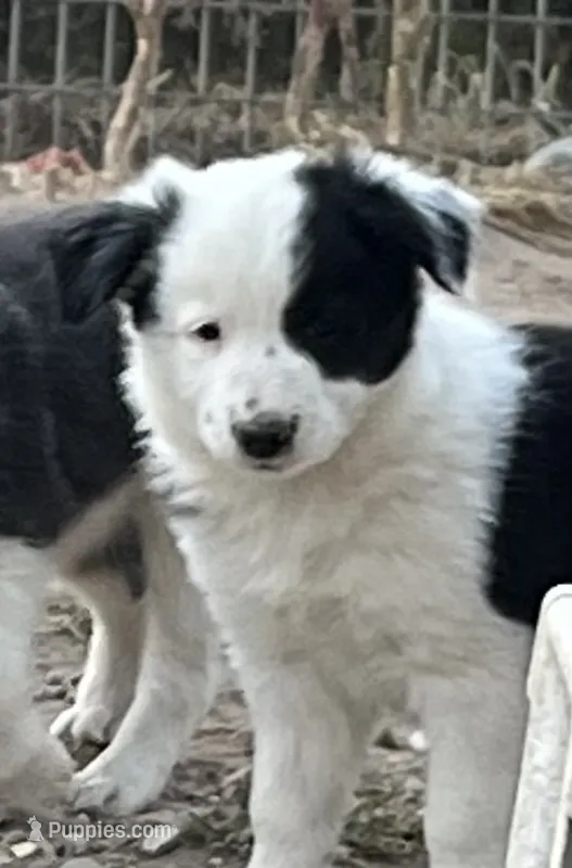 M3 Bk Wt ABCA – Border Collie puppy for sale in Mountain Grove, MO