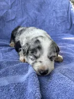 M2 ABCA, a male Border Collie for sale in Mountain Grove, MO – 5 of 8