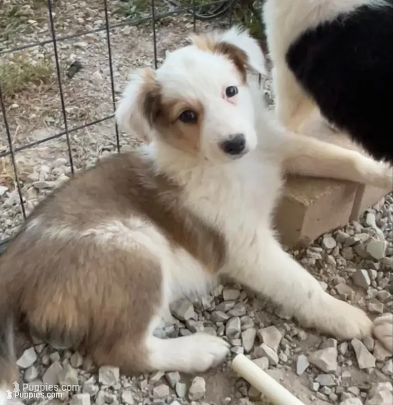M2 Sable ABCA – Border Collie puppy for sale in Mountain Grove, MO