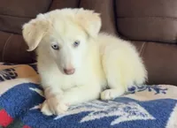 F2 ABCA, a female Border Collie for sale in Mountain Grove, MO – 5 of 10