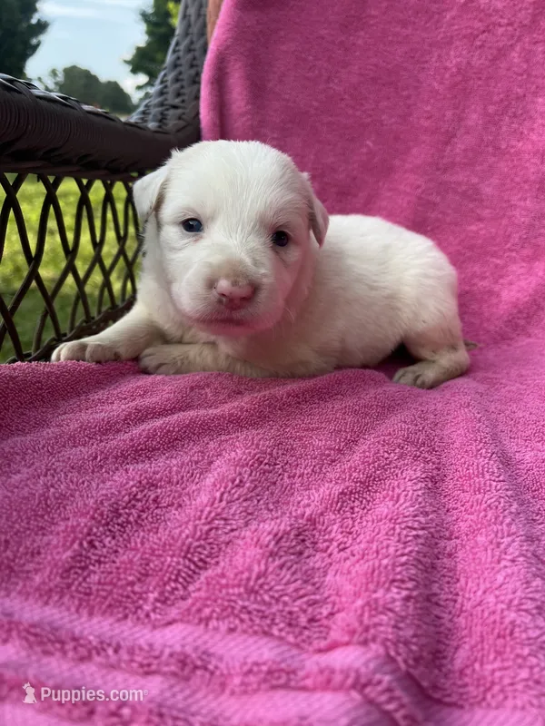 F2 ABCA – Border Collie puppy for sale in Mountain Grove, MO