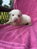 F2 ABCA, a female Border Collie for sale in Mountain Grove, MO – 5 of 9