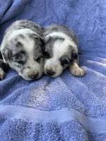 M1 ABCA, a male Border Collie for sale in Mountain Grove, MO – 6 of 6