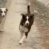 Boone ABCA, a male Border Collie for sale in Mountain Grove, MO – Photo 5 of 10