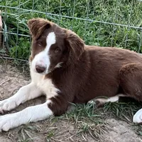 Boone ABCA, a male Border Collie for sale in Mountain Grove, MO – Photo 6 of 10