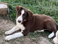 Boone ABCA, a male Border Collie for sale in Mountain Grove, MO – Photo 6 of 10
