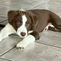 Boone ABCA, a male Border Collie for sale in Mountain Grove, MO – Photo 9 of 10