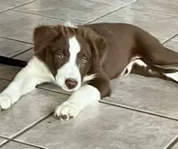 Boone ABCA, a male Border Collie for sale in Mountain Grove, MO – Photo 9 of 10