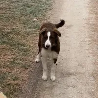 Boone ABCA, a male Border Collie for sale in Mountain Grove, MO – Photo 1 of 10