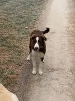 Boone ABCA, a male Border Collie for sale in Mountain Grove, MO – Photo 1 of 10