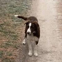 Boone ABCA, a male Border Collie for sale in Mountain Grove, MO – Photo 4 of 10