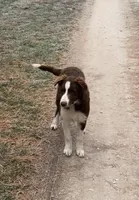 Boone ABCA, a male Border Collie for sale in Mountain Grove, MO – Photo 4 of 10