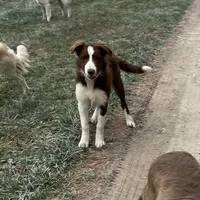 Boone ABCA, a male Border Collie for sale in Mountain Grove, MO – Photo 2 of 10