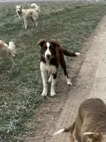 Boone ABCA, a male Border Collie for sale in Mountain Grove, MO – Photo 2 of 10