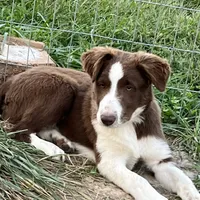 Boone ABCA, a male Border Collie for sale in Mountain Grove, MO – Photo 7 of 10