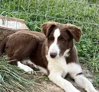 Boone ABCA, a male Border Collie for sale in Mountain Grove, MO – Photo 7 of 10