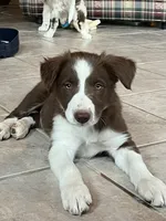 Boone ABCA, a male Border Collie for sale in Mountain Grove, MO – Photo 10 of 10