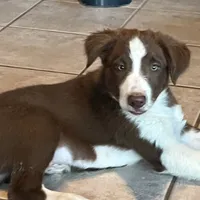 Boone ABCA, a male Border Collie for sale in Mountain Grove, MO – Photo 8 of 10