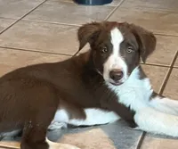 Boone ABCA, a male Border Collie for sale in Mountain Grove, MO – Photo 8 of 10
