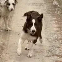 Boone ABCA, a male Border Collie for sale in Mountain Grove, MO – Photo 3 of 10