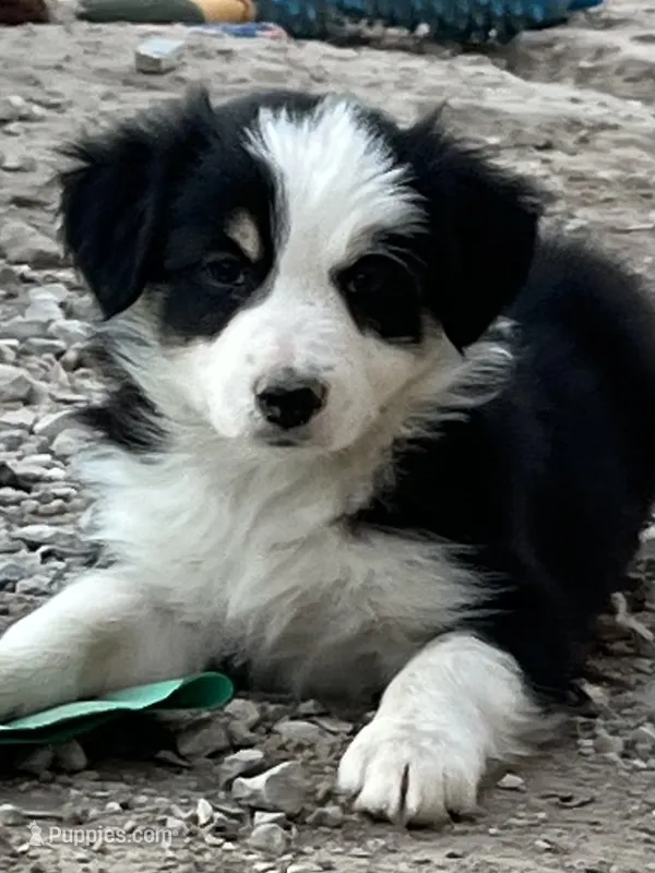 F2 Blk Wt Tri ABCA – Border Collie puppy for sale in Mountain Grove, MO