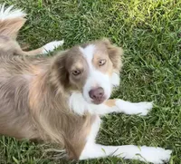 ABCA 5 yr, a female Border Collie for sale in Mountain Grove, MO – 8 of 10