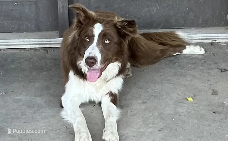 Boone ABCA – Border Collie puppy for sale in Mountain Grove, MO
