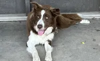 Boone ABCA, a male Border Collie for sale in Mountain Grove, MO – 2 of 10