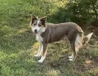 ABCA 5 yr, a female Border Collie for sale in Mountain Grove, MO – 2 of 10