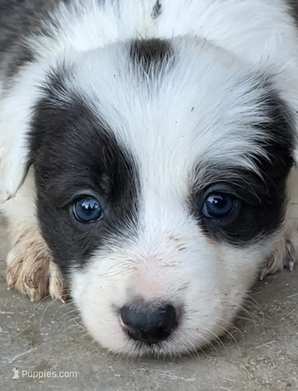 F1Blue ABCA – Border Collie puppy for sale in Mountain Grove, MO
