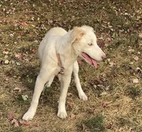 F2 Luna ABCA, a female Border Collie for sale in Mountain Grove, MO – 5 of 10