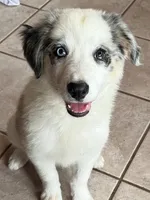 F1 ABCA, a female Border Collie for sale in Mountain Grove, MO – 2 of 10